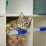 Cat hanging out in grid shelving.